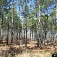 A loblolly pine stand