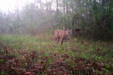 A Florida panther photographed by a wildlife camera as part of the study