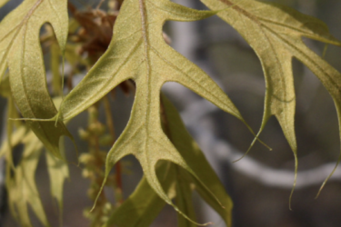A detail of oak leaves