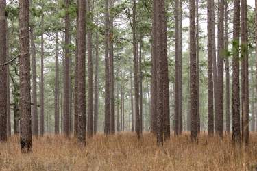 A view of a pine forest