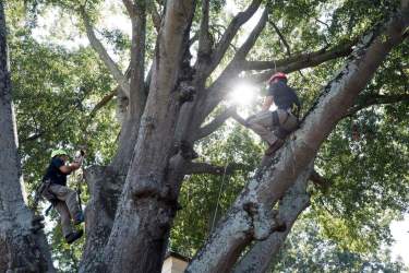 Arborists work on a tree