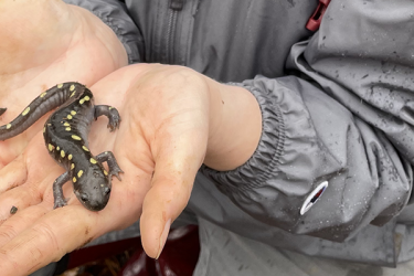 A student holds a salamander