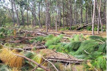 Timber stand damage from Hurricane Helene