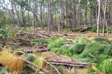 Hurricane Helene stand damage