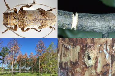 Fall and winter insect square