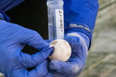A volunteer holds a sea turtle egg.