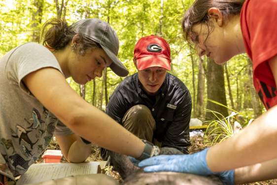 James Beasley works with students to sedate a feral hog.