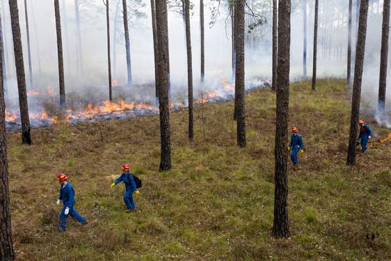 Students walk through a forest during a prescribed burn