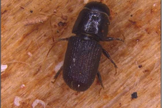 Southern pine beetle adult