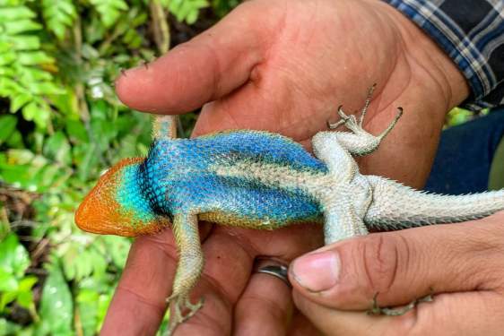 A researcher holds a lizard found in a Mexican cloud forest