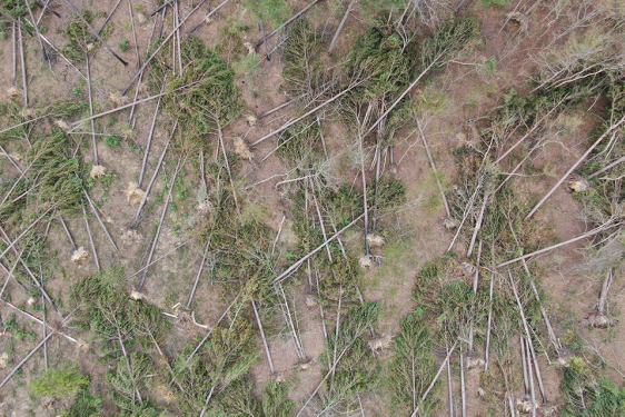 Stand of pine trees felled after Hurricane Helene - Photo credit: Georgia Forestry Association
