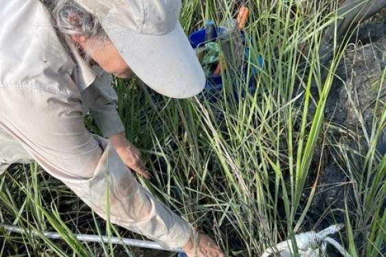 Lori Sutter takes a soil sample in a marsh