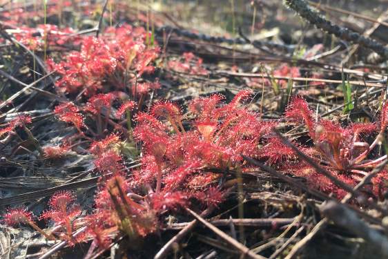 Sundews, small carnivorous plants that grow in wet areas in the Coastal Plain. 