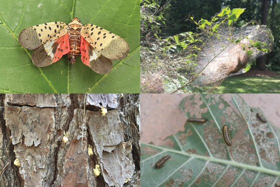 Common summer tree insects
