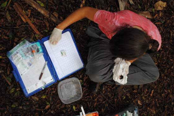 Julia Silva Seixas takes notes while taking samples from an ibis.