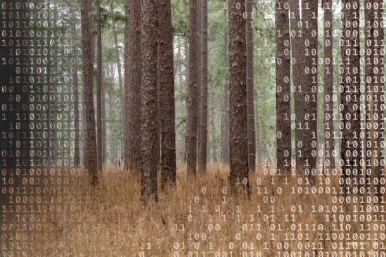 A photo illustration of trees with digital text