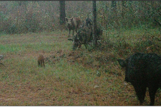 Sounder (family group) of wild pigs captured by game or trail camera.