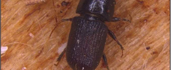 Southern pine beetle adult