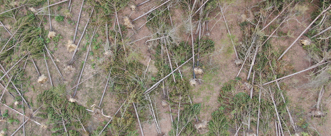 Stand of pine trees felled after Hurricane Helene - Photo credit: Georgia Forestry Association