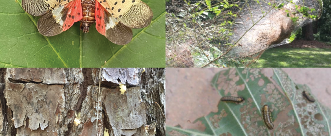 Common summer tree insects