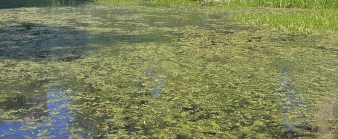 pond with vegetation on surface