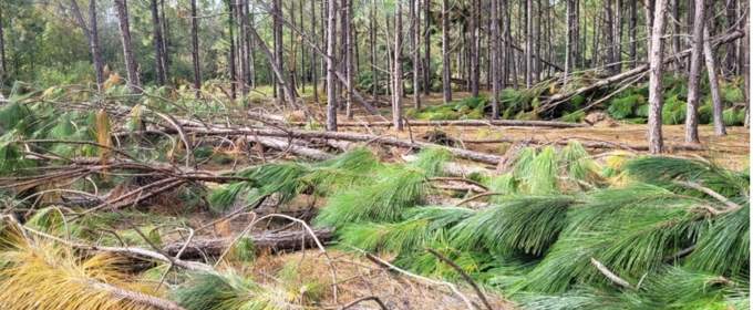 Timber stand damage from Hurricane Helene