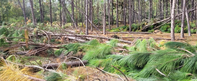 Hurricane Helene stand damage