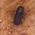 Southern pine beetle adult