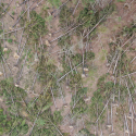 Stand of pine trees felled after Hurricane Helene - Photo credit: Georgia Forestry Association