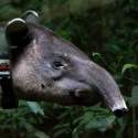 A radiocollared tapir