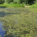 pond with vegetation on surface