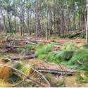 Timber stand damage from Hurricane Helene