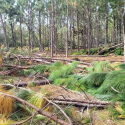 Hurricane Helene stand damage