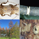 Fall and winter insect square