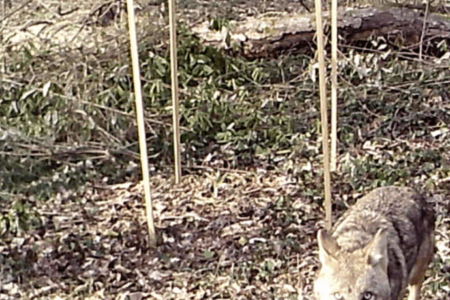 A wild canid stands on leaf-covered ground in a wooded area, with two thin vertical poles and a fallen log in the background.