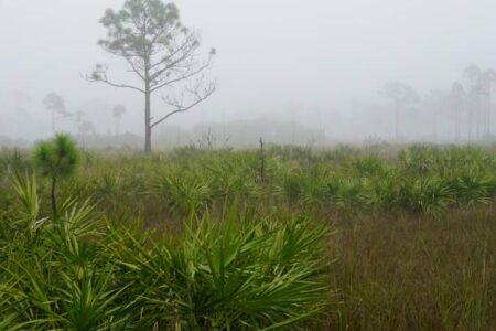 Foggy landscape with sparse trees and dense green shrubs covering a grassy field; visibility is low due to the mist.