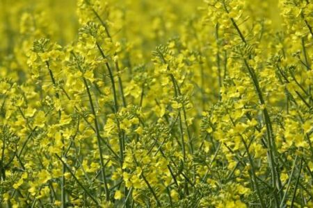 Dense field of yellow canola flowers in bloom, with green stems and leaves visible among the blossoms.