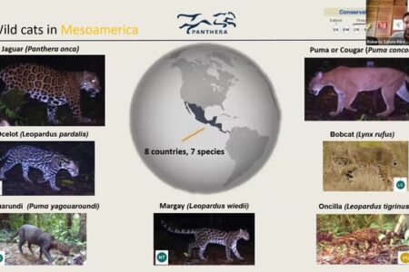 Slide showing seven wild cat species in Mesoamerica with images and scientific names, a central map, and a presenter visible in the top right corner.
