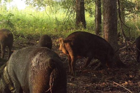 A group of wild pigs forage on the forest floor among trees and scattered sunlight.