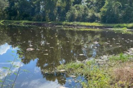 A calm pond surrounded by green trees and vegetation, with lily pads floating on the water’s surface under a clear sky.