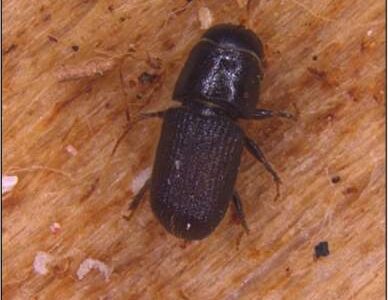 A small, dark-colored beetle on a light brown, textured wooden surface.