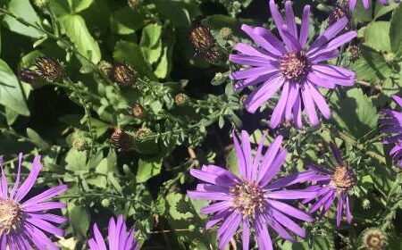 Purple daisy-like flowers with yellow centers grow among green leaves and unopened buds in bright sunlight.