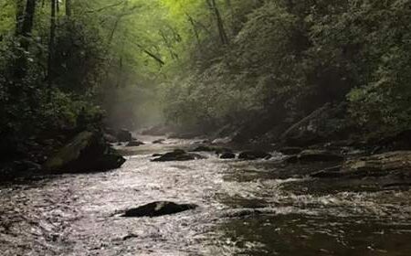 A stream flows through a forested area with dense trees and greenery on both sides under soft, natural light.