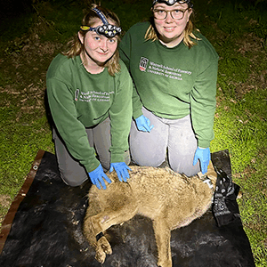 Two people wearing headlamps, gloves, and green shirts kneel beside a sedated coyote lying on a tarp outdoors at night.
