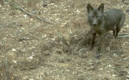A dark-furred wolf stands on dry, leaf-covered ground, looking toward the camera in a forested area.