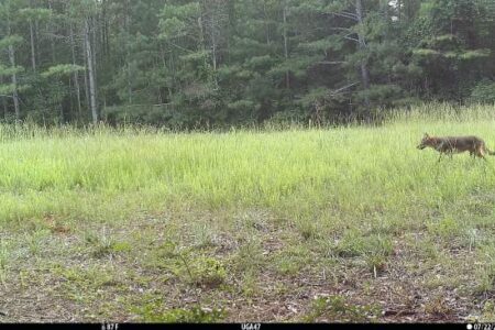 A coyote walks through a grassy clearing near a forest edge, captured by a trail camera in daylight.