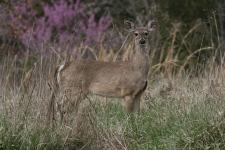 A deer stands alert in tall grass, surrounded by wild vegetation and a tree trunk in the foreground.