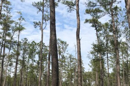 Tall pine trees grow closely together in a forest under a partly cloudy sky.