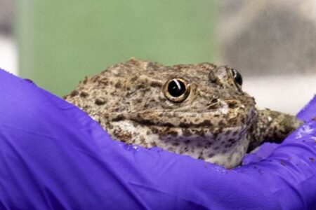 A brown toad is held gently in a gloved hand, with the purple glove contrasting against the amphibian’s textured skin.