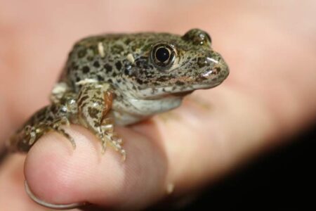A small, brown and green spotted frog sits on a persons fingers, with a blurred background.